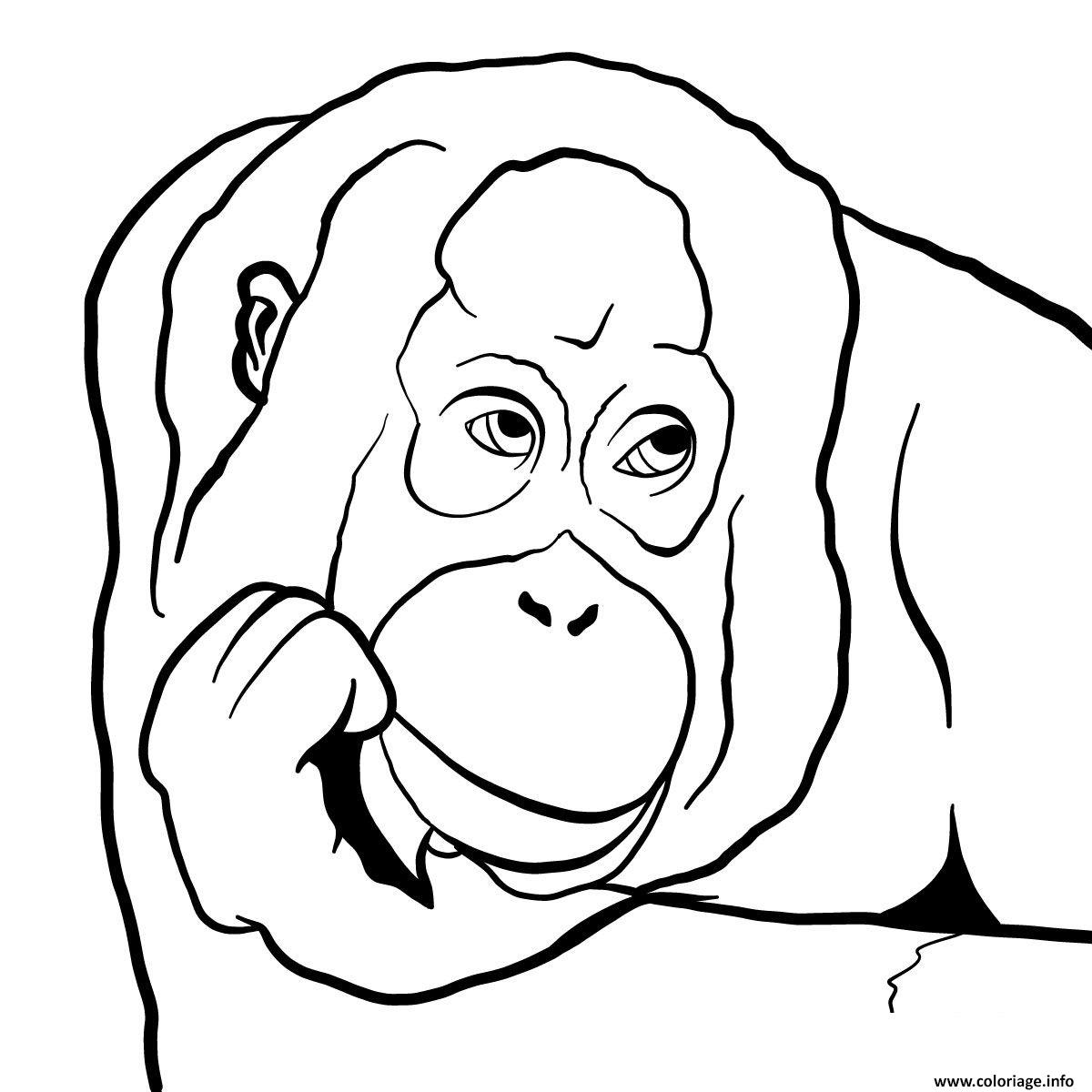 Dessin Orangutan s head Coloriage Gratuit à Imprimer